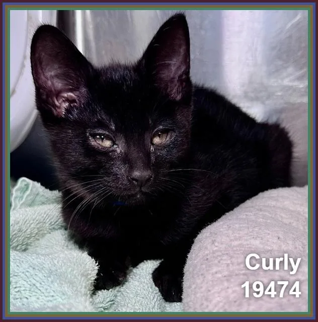 A baby medium-sized male Black Domestic Short Hair cat named Curly for adoption in Marietta, GA
