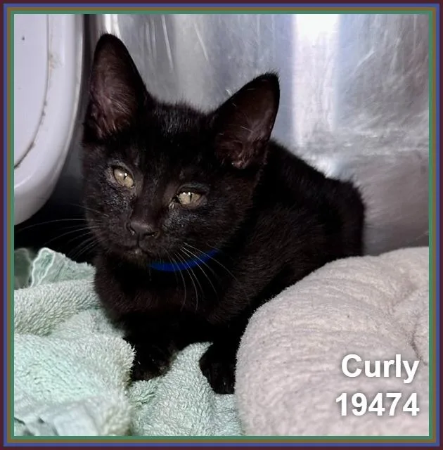 Curly thumbnail 3