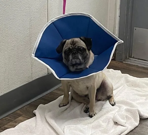 An adult small-sized female Pug dog named Princess for adoption in San Diego, CA