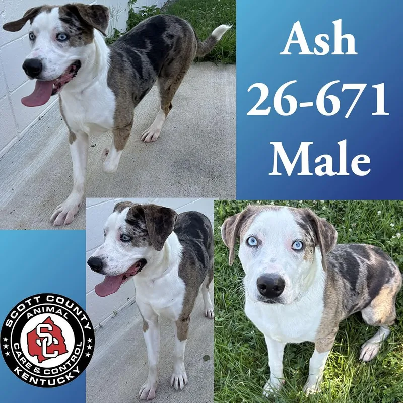 A young large-sized male Catahoula Leopard Dog dog named Ash for adoption in Georgetown, KY
