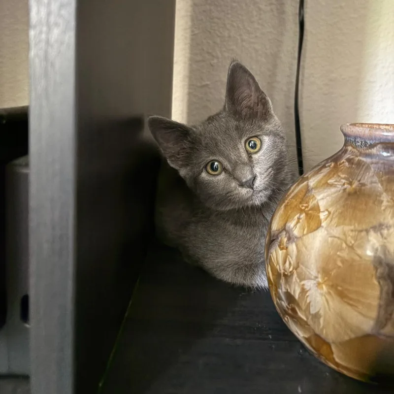 A baby small-sized male Gray / Blue / Silver Domestic Short Hair cat named Houdini for adoption in San Diego, CA