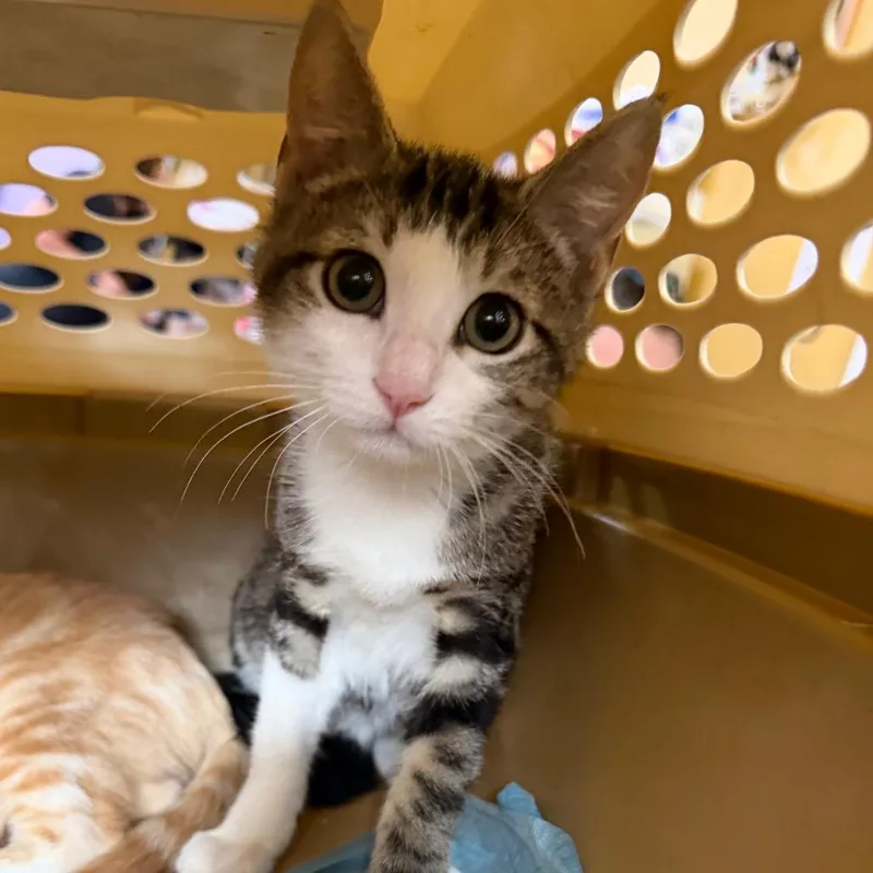 A baby small-sized male Gray / Blue / Silver Domestic Short Hair cat named Jughead  BEARStray for adoption in New Orleans, LA
