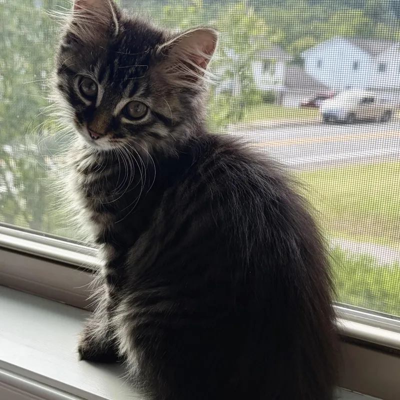 A baby medium-sized female Tabby (Brown / Chocolate) Domestic Long Hair cat named Stardust for adoption in Scranton, PA