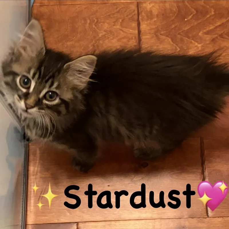 Stardust thumbnail 3