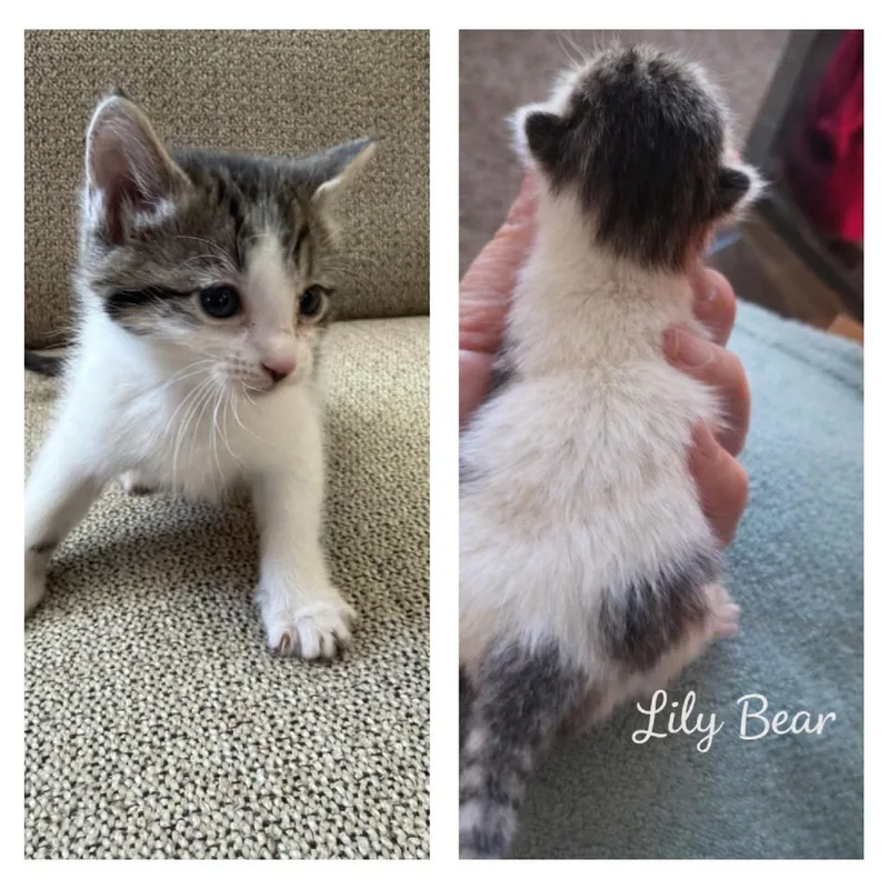 A baby small-sized female White American Shorthair cat named Lily Bear for adoption in Calimesa, CA