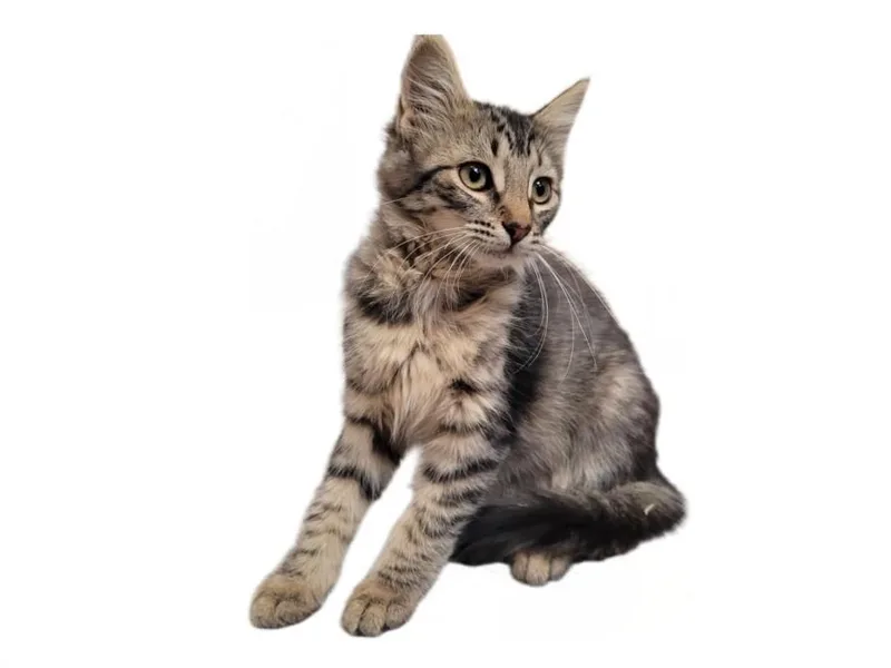 A baby small-sized male American Shorthair cat named Lin for adoption in Los Angeles, CA
