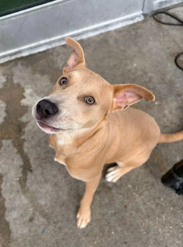 A baby medium-sized male Labrador Retriever dog named Neon for adoption in Portland, ME