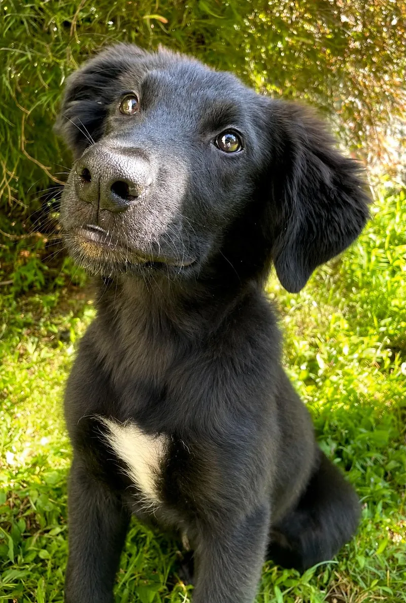A baby medium-sized male Black Labrador Retriever dog named Stone for adoption in Pleasant Valley, NY