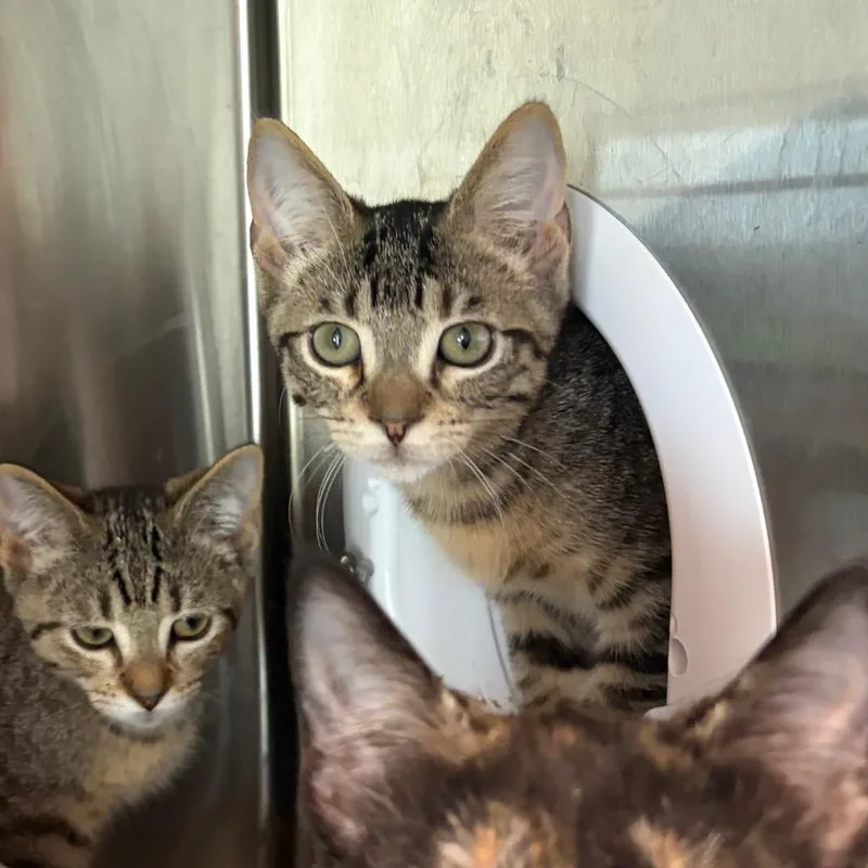 A baby small-sized male Domestic Short Hair cat named Blake for adoption in Cumming, GA