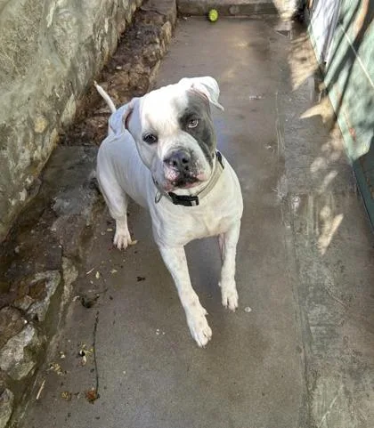 An adult large-sized male White / Cream American Bulldog dog named Pablo for adoption in El Paso, TX