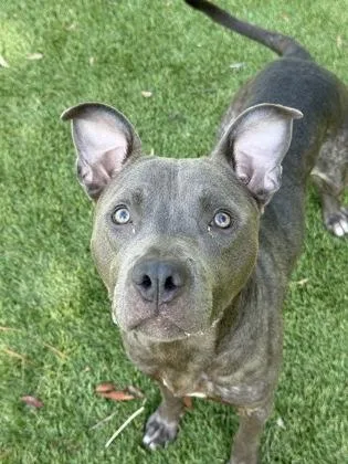 A young medium-sized female Pit Bull Terrier dog named Spork for adoption in Daytona Beach, FL