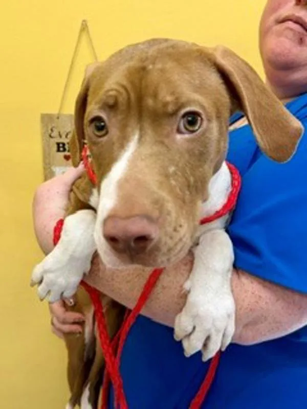 A young large-sized female Hound dog named Savanna for adoption in Dallas, GA