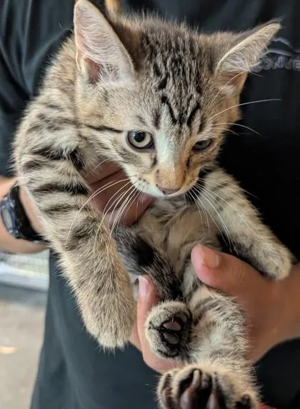 Jasper