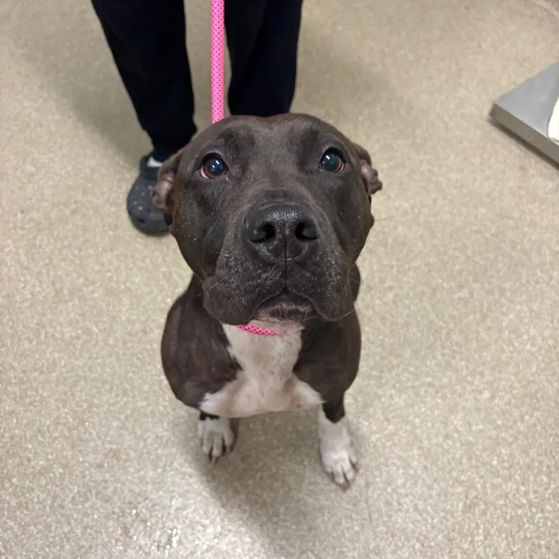 An adult medium-sized female Gray / Blue / Silver Pit Bull Terrier dog named Nicole for adoption in League City, TX