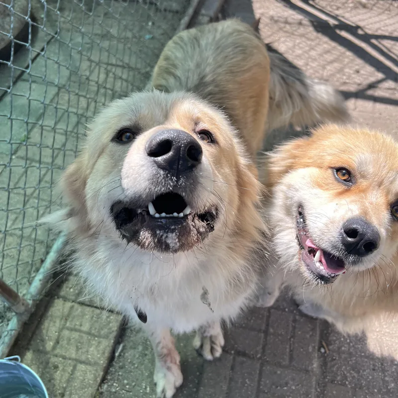 A young large-sized male Tricolor (Brown, Black, & White) Great Pyrenees dog named Boogie for adoption in Fairmont, MN