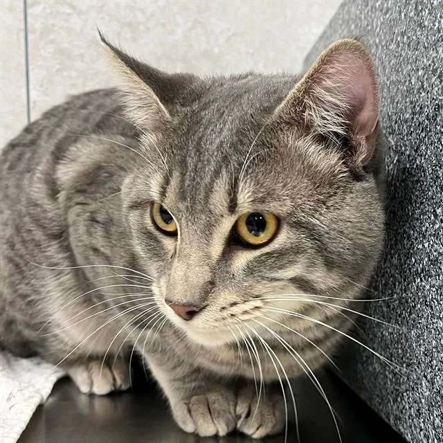 An adult large-sized male Domestic Short Hair cat named Choso for adoption in Naples, FL