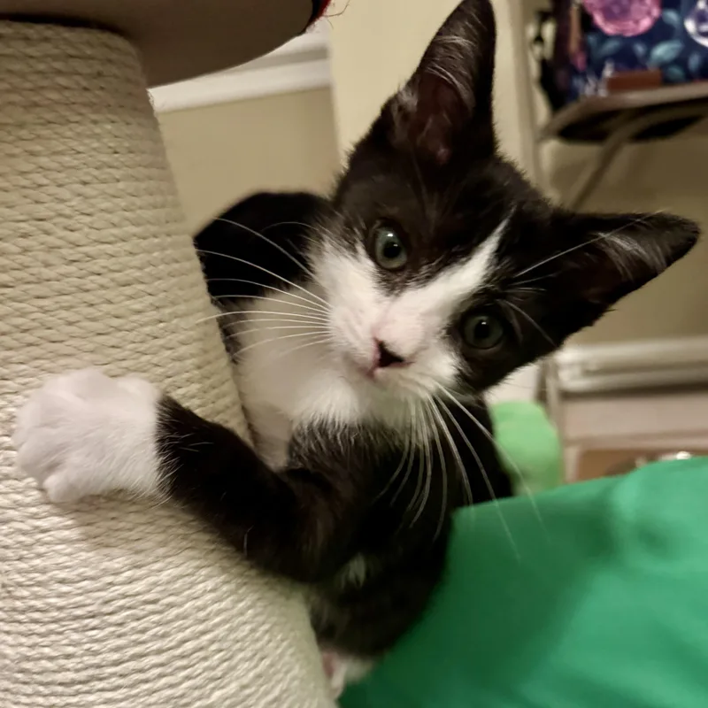 A baby large-sized male Black & White / Tuxedo Domestic Medium Hair cat named Scottie Smalls for adoption in Salisbury, NC