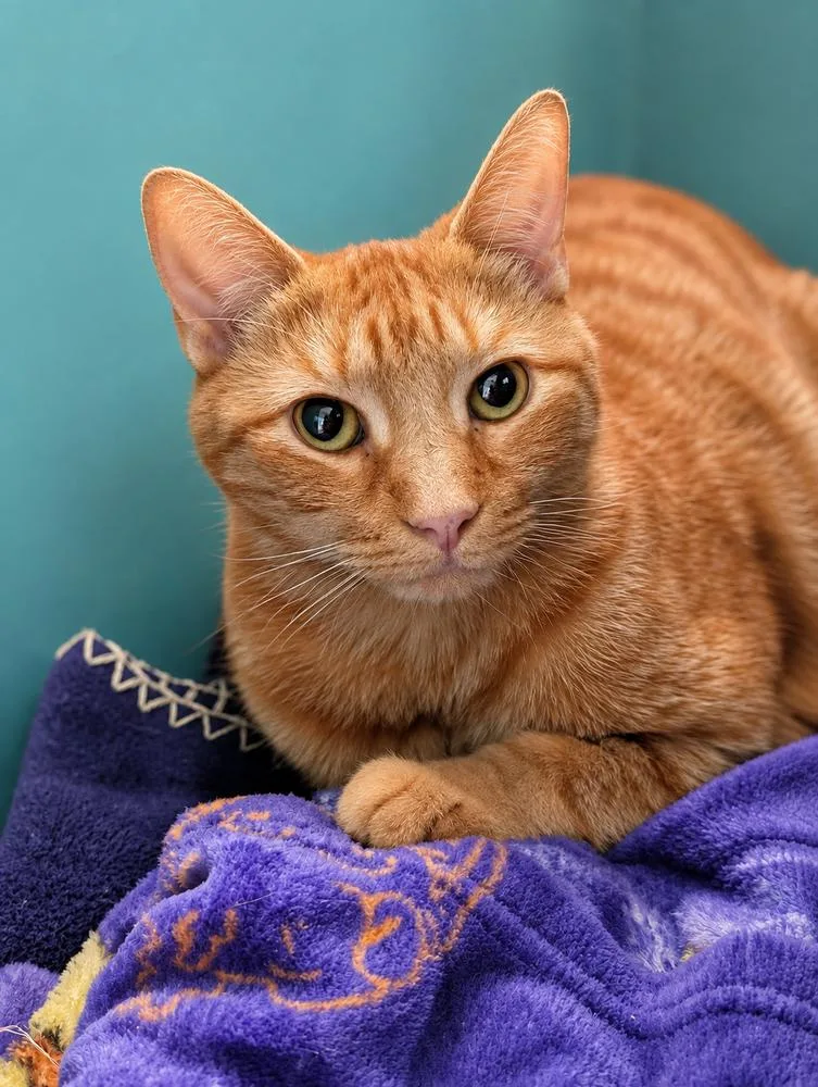 A young medium-sized male Tabby (Orange / Red) American Shorthair cat named Louie for adoption in Westwood, NJ