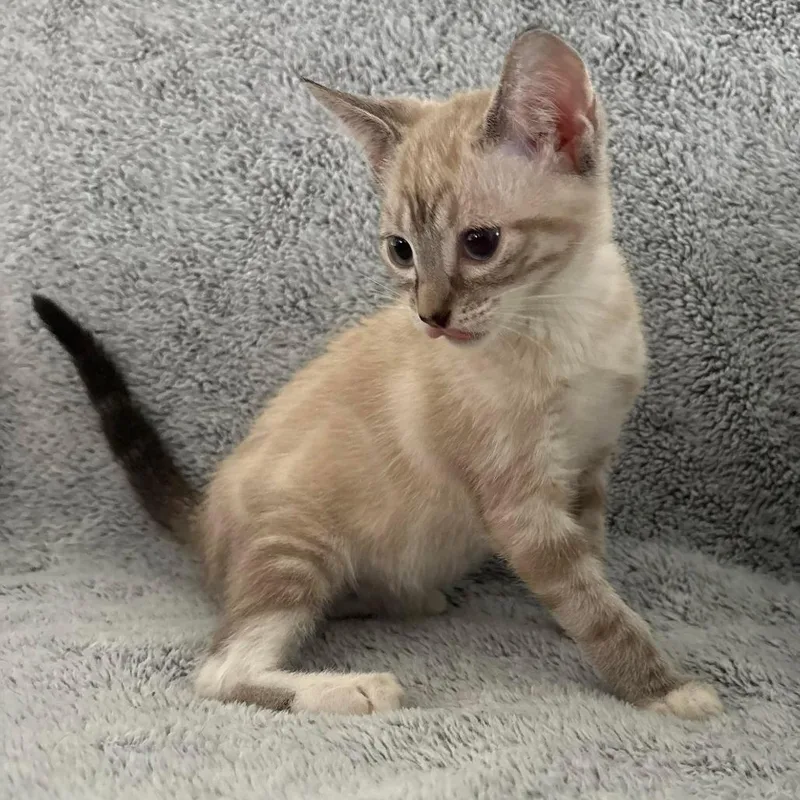 A baby small-sized male Cream / Ivory Siamese cat named Hero for adoption in Winchester, VA
