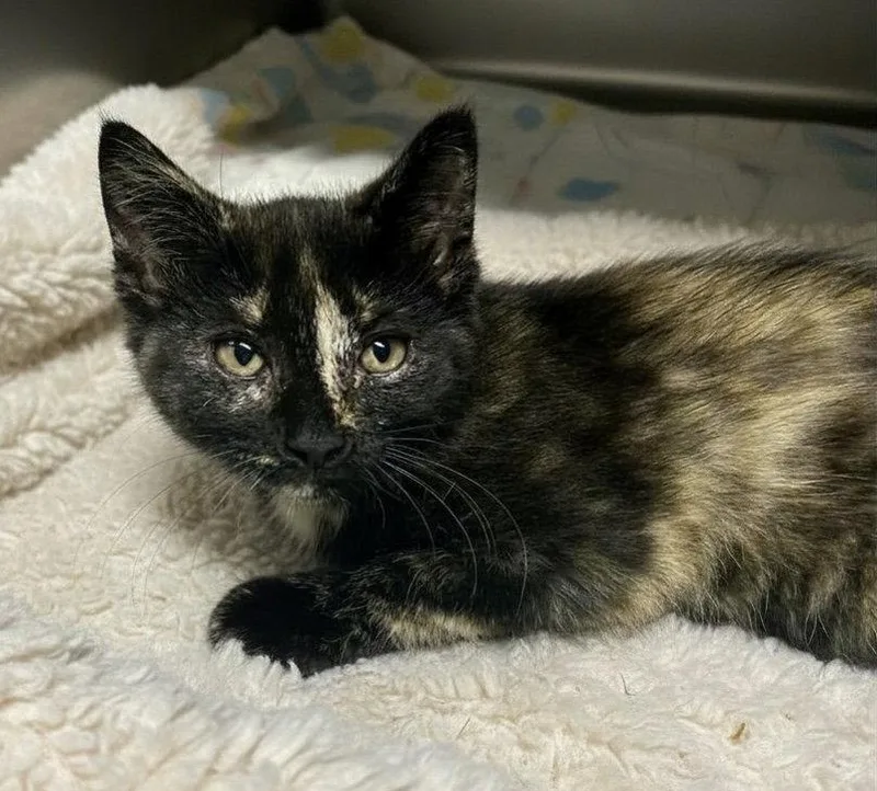 A young medium-sized female Domestic Short Hair cat named Rumba for adoption in Elkins, WV