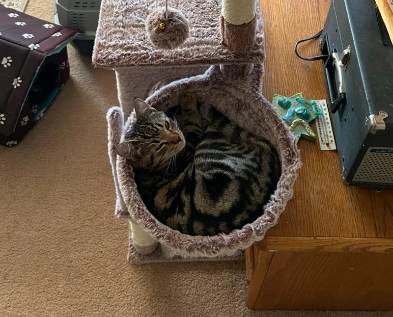 Skeezix Bonded With Orson thumbnail 2