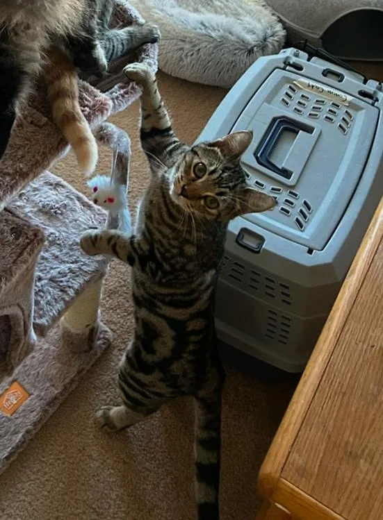 Skeezix Bonded With Orson thumbnail 3