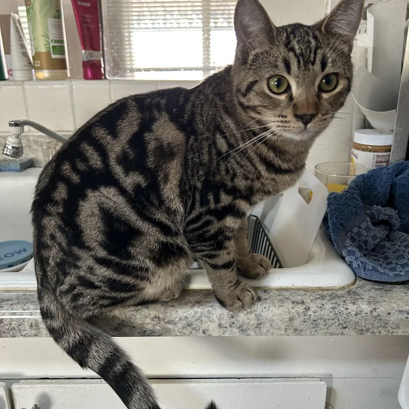 Skeezix Bonded With Orson