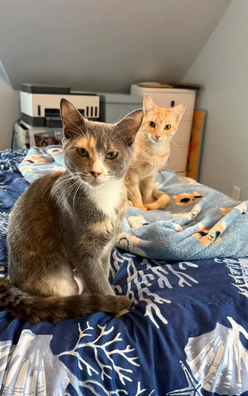 A young small-sized female Domestic Short Hair cat named Maple for adoption in Hull, MA