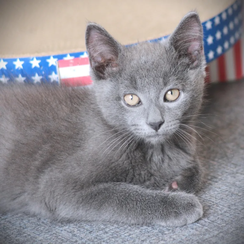 A baby medium-sized male Gray / Blue / Silver Domestic Short Hair cat named Eeyore for adoption in Amsterdam, NY