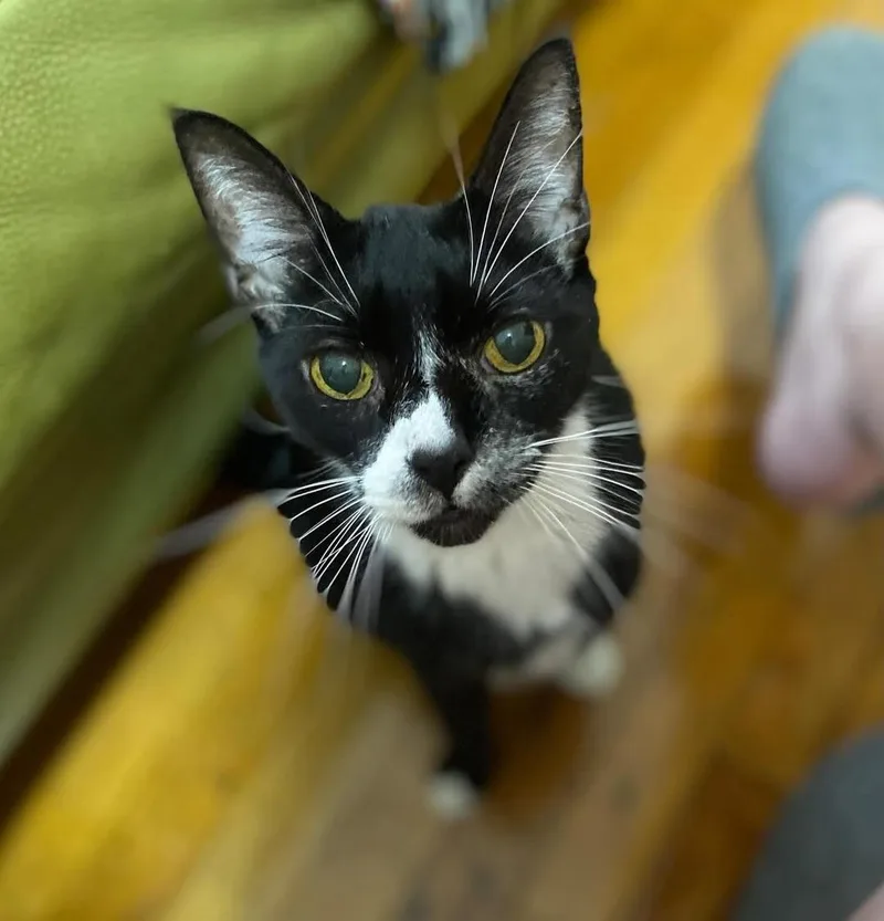 Mr Toothpick thumbnail 2