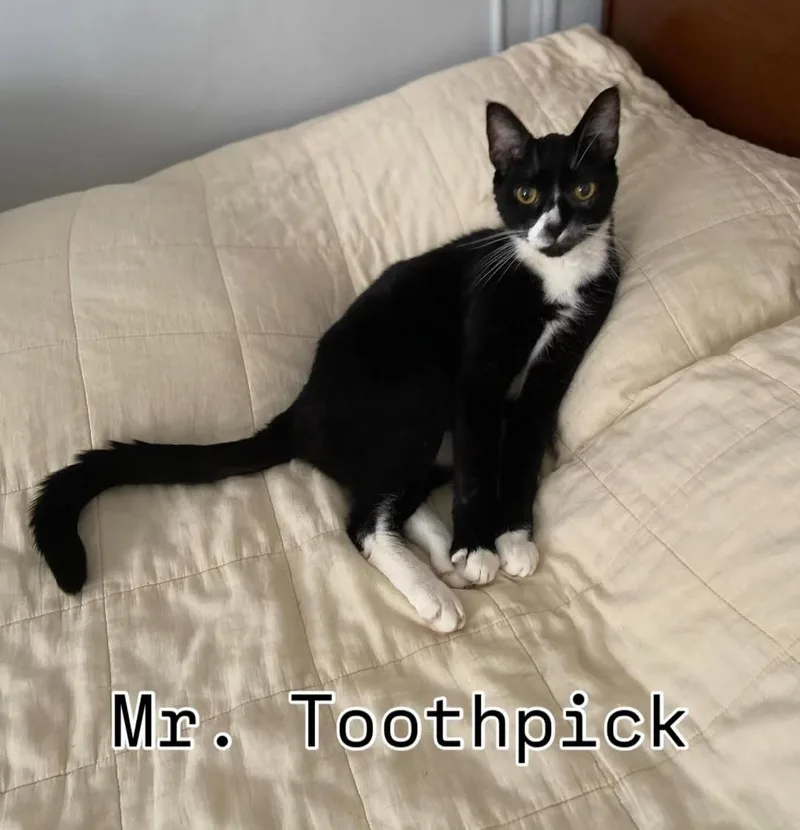Mr Toothpick thumbnail 3