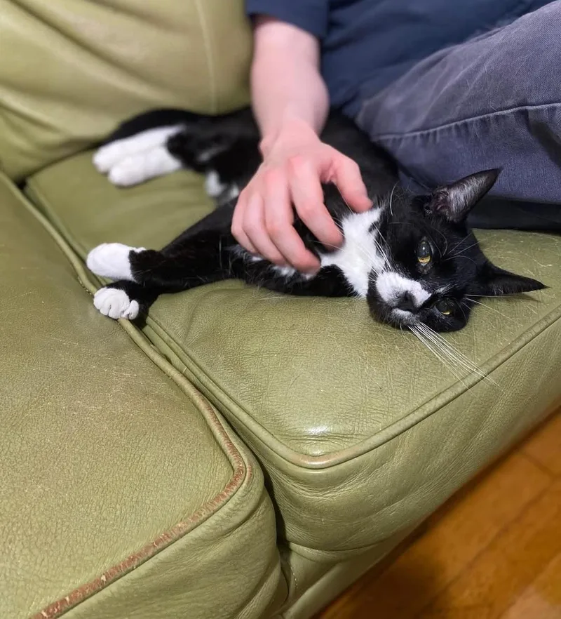 Mr Toothpick thumbnail 5