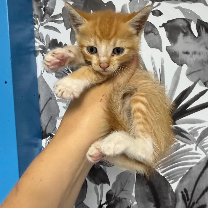 A baby small-sized male Orange / Red Domestic Short Hair cat named Croissant for adoption in Wahiawa, HI