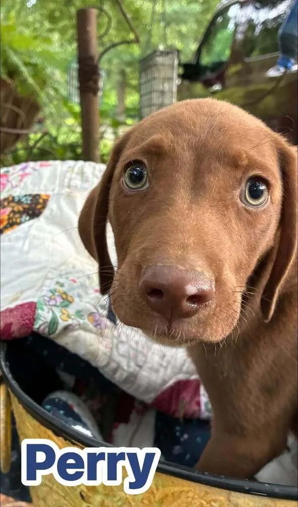 A baby medium-sized male Brown / Chocolate Terrier dog named Perry for adoption in Acworth, GA