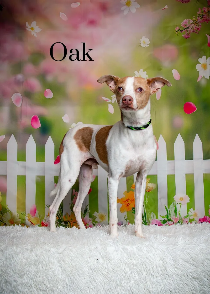 An adult small-sized male White / Cream Terrier dog named Oak for adoption in Oak Ridge, TN