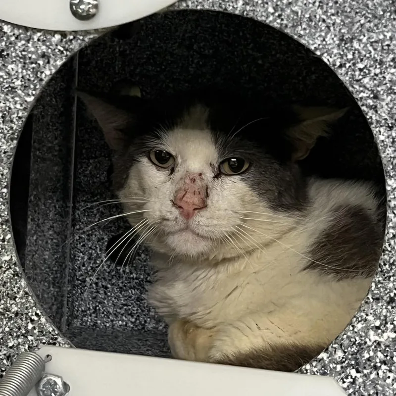 A senior medium-sized male White Domestic Short Hair cat named Super Sonic for adoption in Pauls Valley, OK
