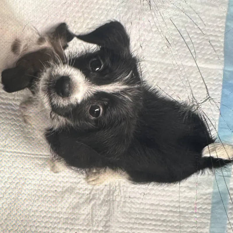 A baby small-sized male Dachshund dog named Rex for adoption in Ione, CA