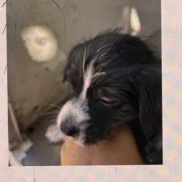 Rex thumbnail 2