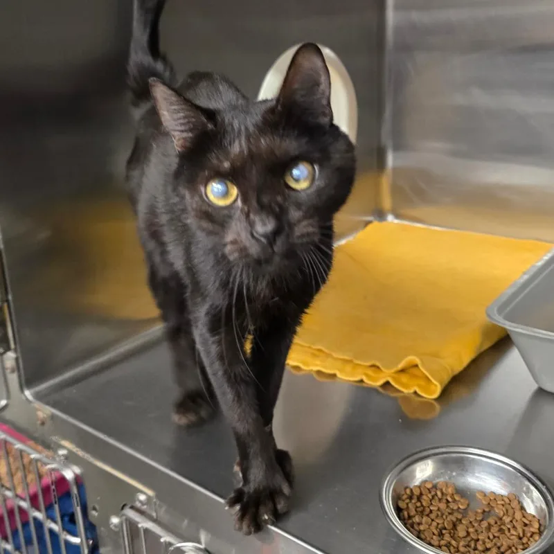 An adult small-sized female Black Extra-Toes Cat / Hemingway Polydactyl cat named Rosemary for adoption in Spokane, WA