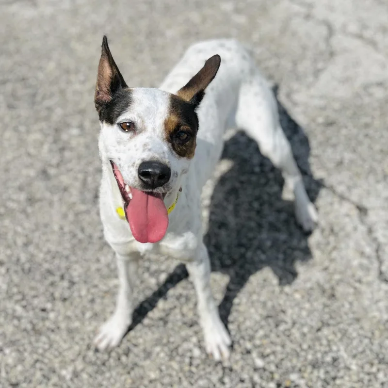 An adult small-sized female Bicolor Terrier dog named Lilly for adoption in Seguin, TX
