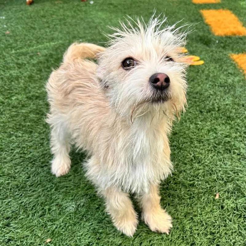 A baby small-sized female Yellow / Tan / Blond / Fawn West Highland White Terrier / Westie dog named Lola for adoption in New Orleans, LA