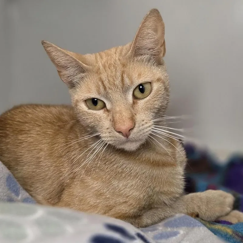 An adult medium-sized female Domestic Short Hair cat named Nova Scotia for adoption in Los Angeles, CA
