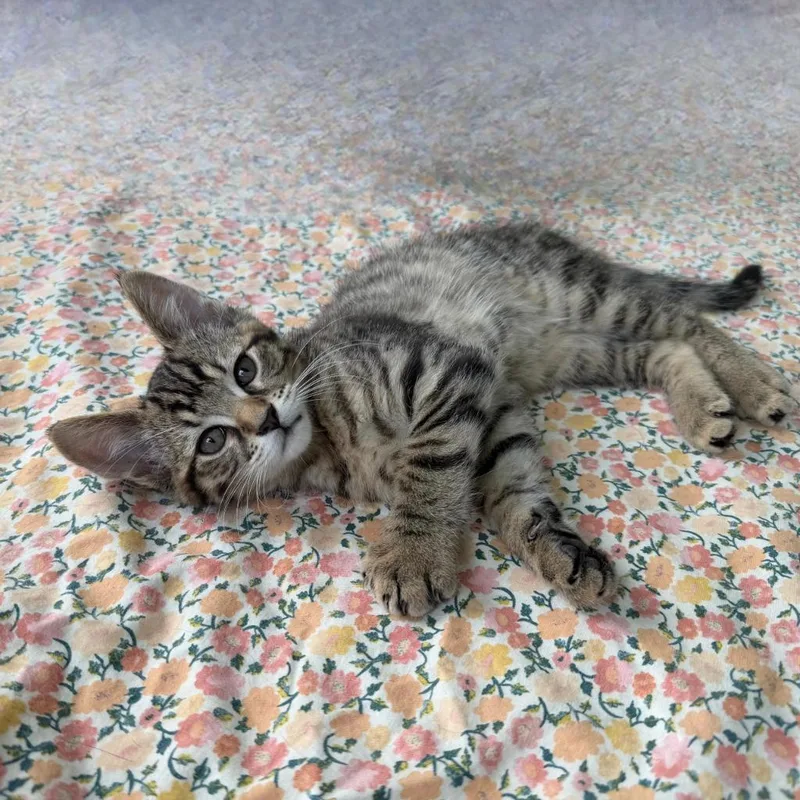 A baby medium-sized male Domestic Short Hair cat named Asparagus for adoption in State College, PA