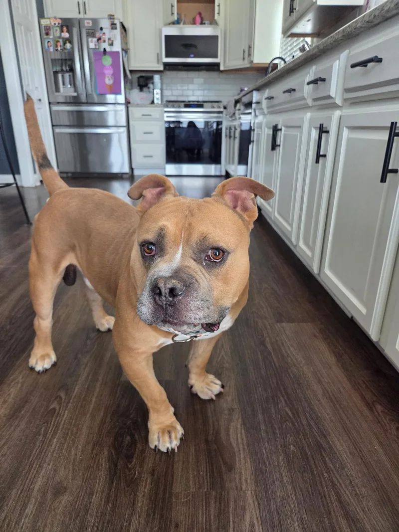An adult large-sized male Pit Bull Terrier dog named Beefy for adoption in Wheaton, IL