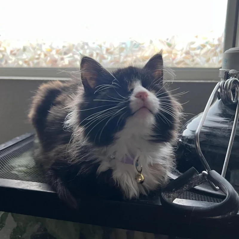 Lollipop thumbnail 2