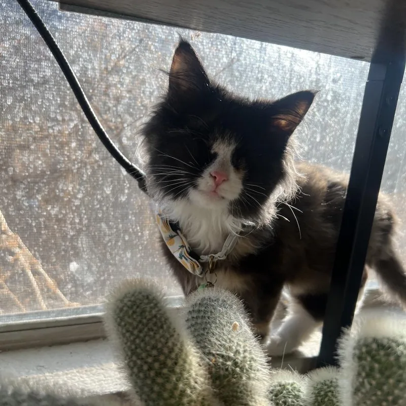 Lollipop thumbnail 3