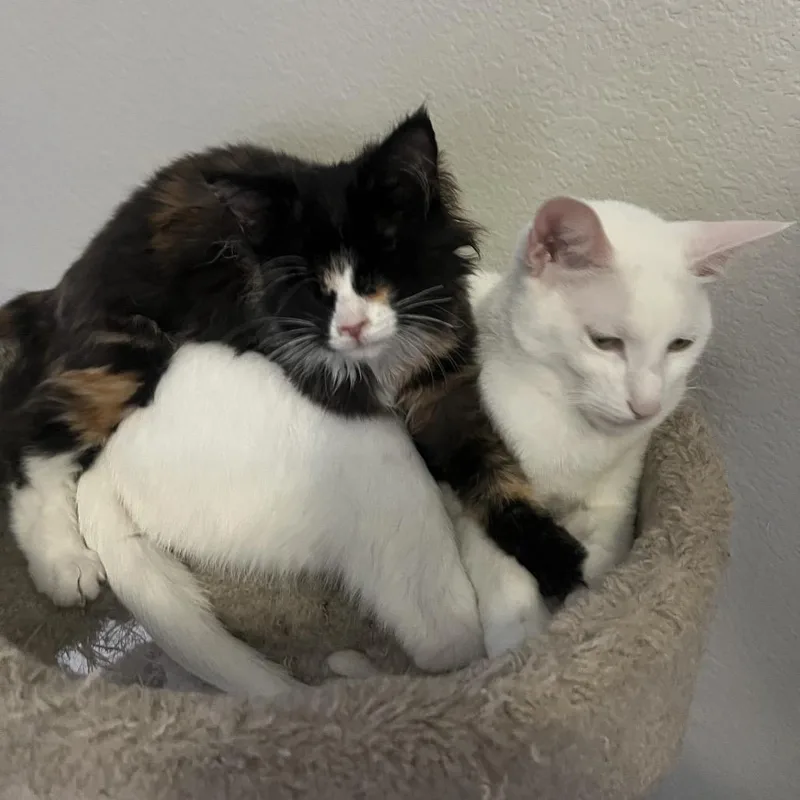 Lollipop thumbnail 5