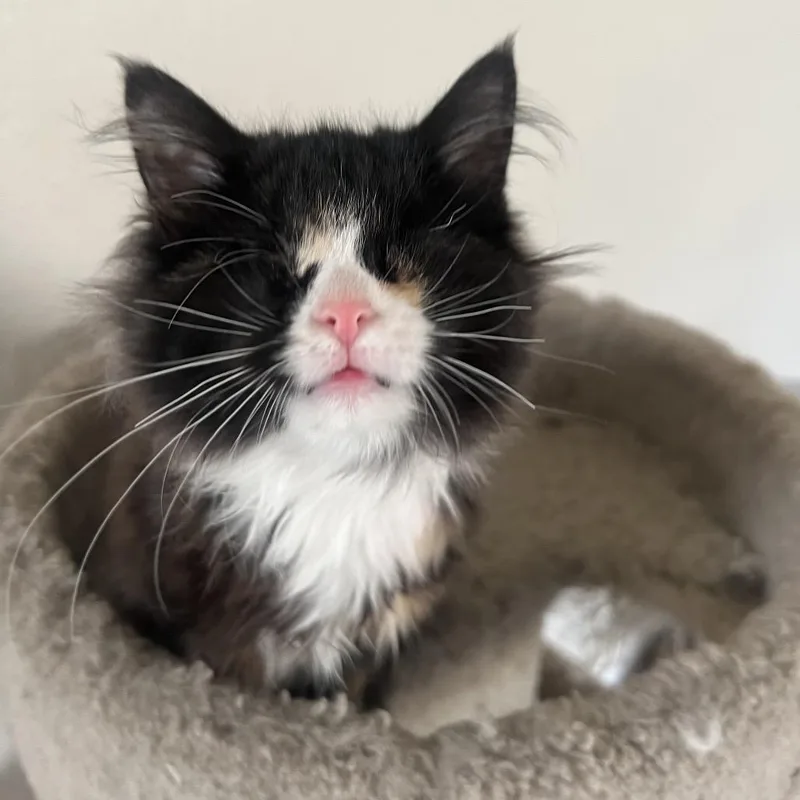 Lollipop thumbnail 6