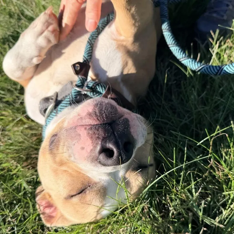 An adult medium-sized male Yellow / Tan / Blond / Fawn Pit Bull Terrier dog named Ben for adoption in York, PA