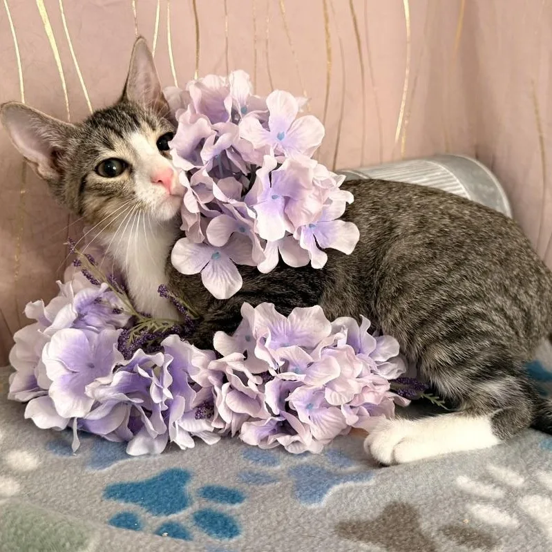 A baby small-sized male Tabby (Gray / Blue / Silver) Domestic Short Hair cat named Cyro for adoption in Long Beach, MS